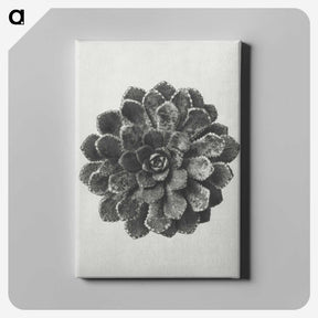 1-14_Karl-Blossfeldt_canvas