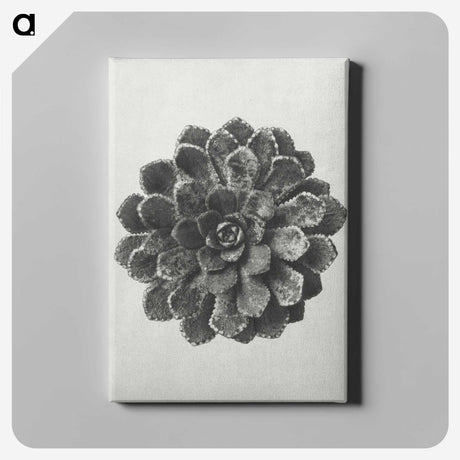 1-14_Karl-Blossfeldt_canvas