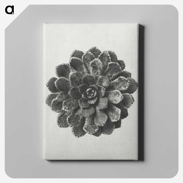 1-14_Karl-Blossfeldt_canvas