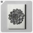 アートパネル-Margined Pyramidal Saxifrage - カール ブロスフェルト Canvas.