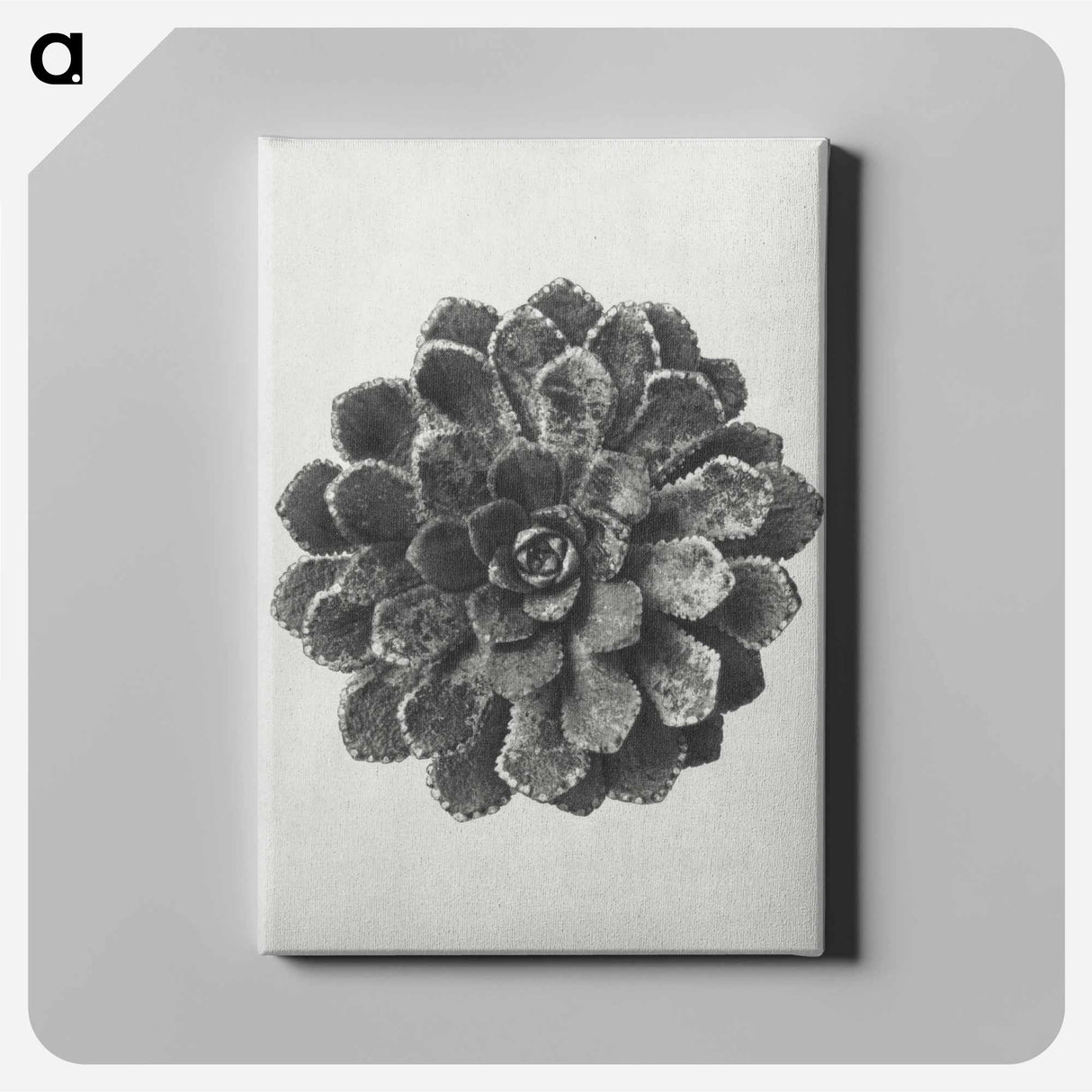 アートパネル-Margined Pyramidal Saxifrage - カール ブロスフェルト Canvas.