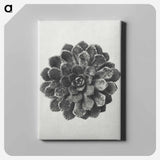 アートパネル-Margined Pyramidal Saxifrage - カール ブロスフェルト Canvas.