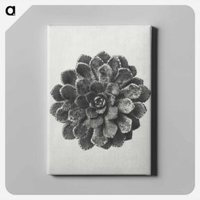 アートパネル-Margined Pyramidal Saxifrage - カール ブロスフェルト Canvas.