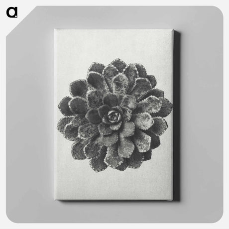 アートパネル-Margined Pyramidal Saxifrage - カール ブロスフェルト Canvas.