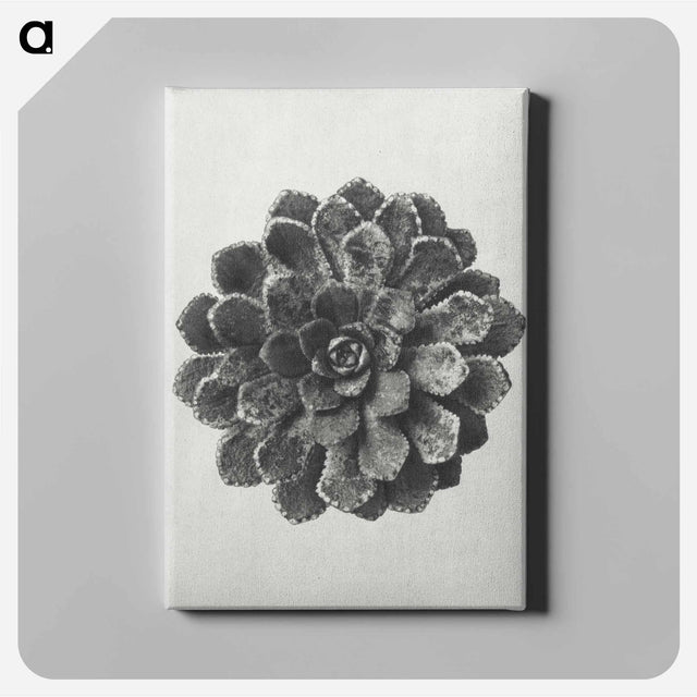 アートパネル-Margined Pyramidal Saxifrage - カール ブロスフェルト Canvas.