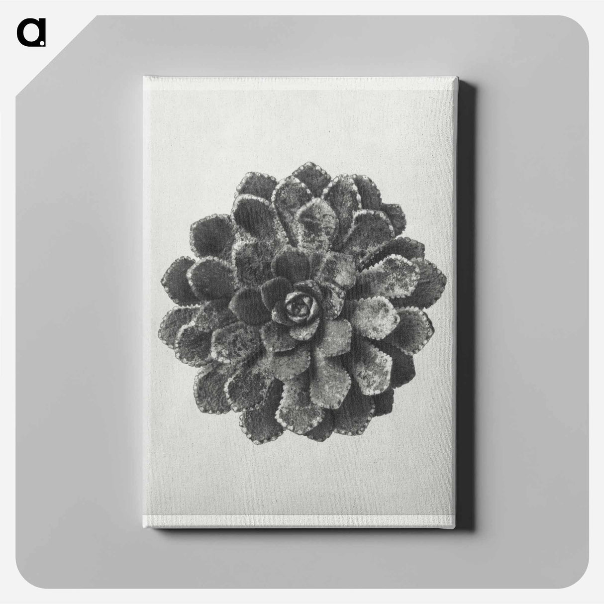 Margined Pyramidal Saxifrage - Karl Blossfeldt Canvas.