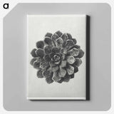 Margined Pyramidal Saxifrage - Karl Blossfeldt Canvas.