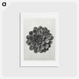 アートポストカード-Margined Pyramidal Saxifrage - カール ブロスフェルト Postcard.