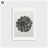 アートポストカード-Margined Pyramidal Saxifrage - カール ブロスフェルト Postcard.