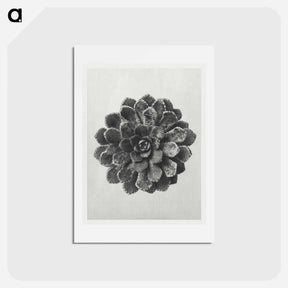 アートポストカード-Margined Pyramidal Saxifrage - カール ブロスフェルト Postcard.