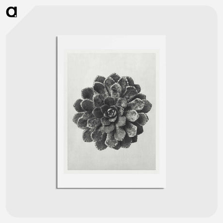 アートポストカード-Margined Pyramidal Saxifrage - カール ブロスフェルト Postcard.