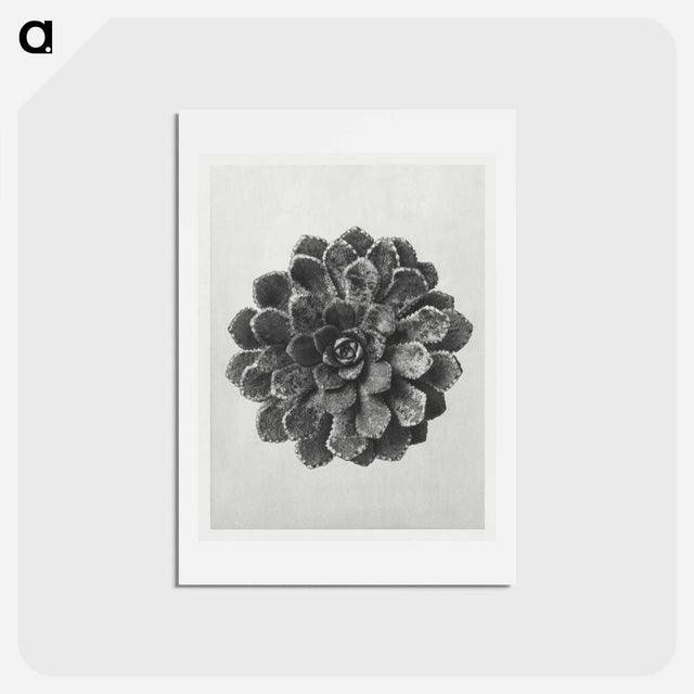 アートポストカード-Margined Pyramidal Saxifrage - カール ブロスフェルト Postcard.