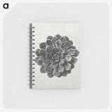 1-14_Karl-Blossfeldt_memo