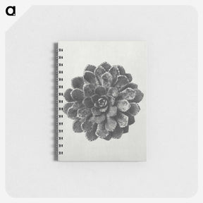 1-14_Karl-Blossfeldt_memo