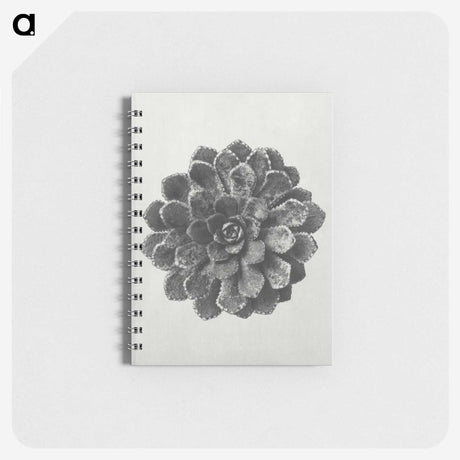1-14_Karl-Blossfeldt_memo