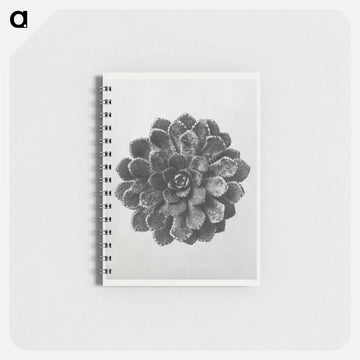 Margined Pyramidal Saxifrage - カール ブロスフェルト Memo.