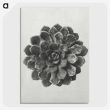 1-14_Karl-Blossfeldt_picture-crop