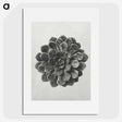 1-14_Karl-Blossfeldt_picture
