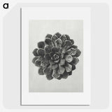 1-14_Karl-Blossfeldt_picture