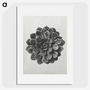 1-14_Karl-Blossfeldt_picture