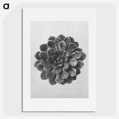 1-14_Karl-Blossfeldt_picture