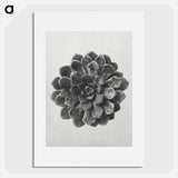 アートポスター-Margined Pyramidal Saxifrage - カール ブロスフェルト Poster.