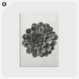 1-14_Karl-Blossfeldt_postcard