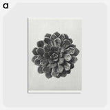 アートポストカード-Margined Pyramidal Saxifrage - カール ブロスフェルト Postcard.