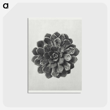 アートポストカード-Margined Pyramidal Saxifrage - カール ブロスフェルト Postcard.