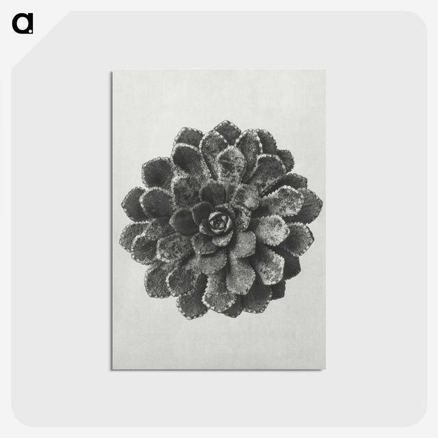 1-14_Karl-Blossfeldt_postcard