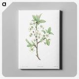 1-14_La-Botanique_canvas