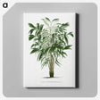 1-14_Les-Palmiers-Histoire-Iconographique_canvas