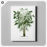 1-14_Les-Palmiers-Histoire-Iconographique_canvas