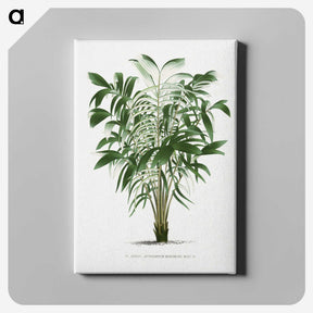 1-14_Les-Palmiers-Histoire-Iconographique_canvas