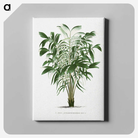 1-14_Les-Palmiers-Histoire-Iconographique_canvas