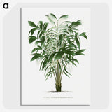 1-14_Les-Palmiers-Histoire-Iconographique_picture-crop
