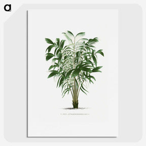 1-14_Les-Palmiers-Histoire-Iconographique_picture