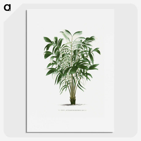 1-14_Les-Palmiers-Histoire-Iconographique_picture