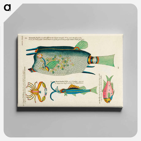 アートパネル-Moluccan Sea Creatures
 - ルイ ルナール Canvas.