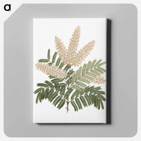 アートパネル-Pterolobium stellatum
 - ルイージ バルガーニ Canvas.