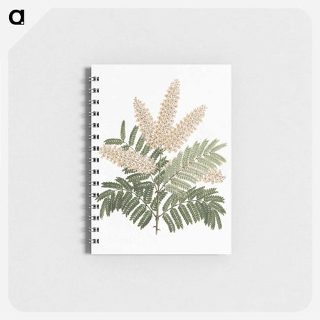 アートメモ帳-Pterolobium stellatum
 - ルイージ バルガーニ Memo.