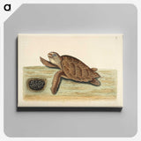 1-14_Mark-Catesby_canvas