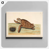 アートパネル-Sea Turtle with Eggs
 - マーク ケイツビー Canvas.