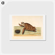 アートポストカード-Sea Turtle with Eggs
 - マーク ケイツビー Postcard.