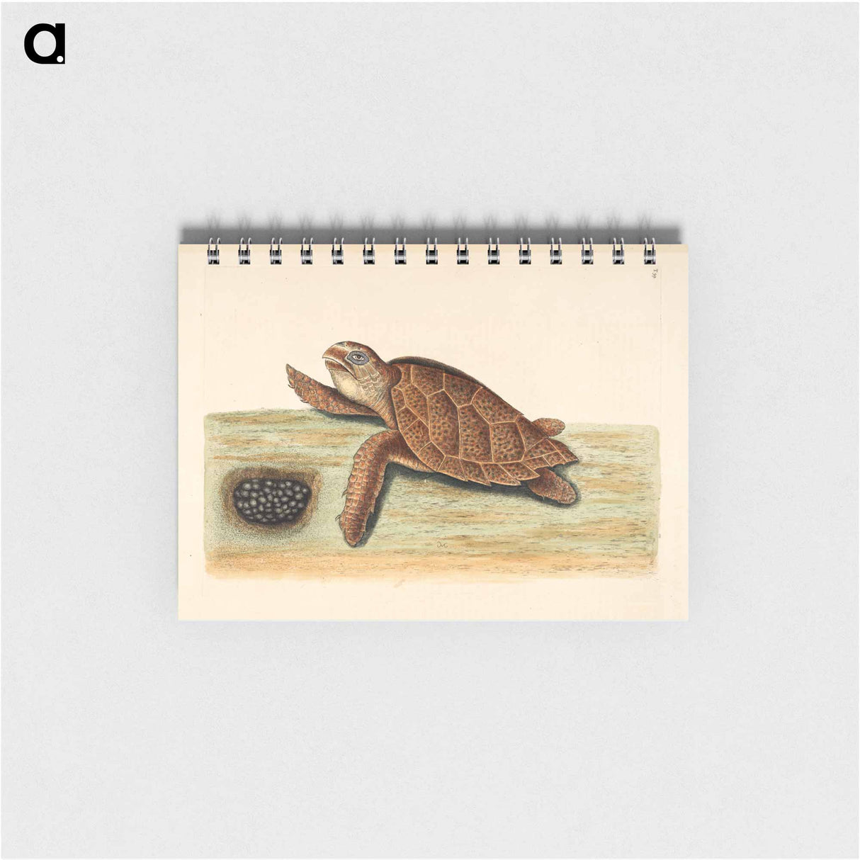 アートメモ帳-Sea Turtle with Eggs
 - マーク ケイツビー Memo.