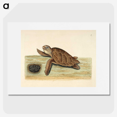1-14_Mark-Catesby_picture