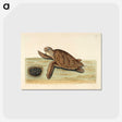 1-14_Mark-Catesby_postcard
