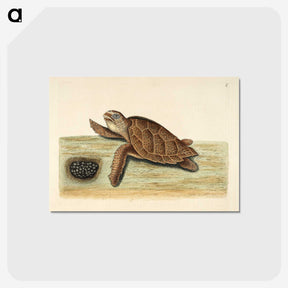 1-14_Mark-Catesby_postcard