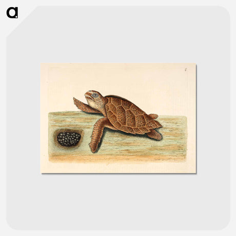 アートポストカード-Sea Turtle with Eggs
 - マーク ケイツビー Postcard.
