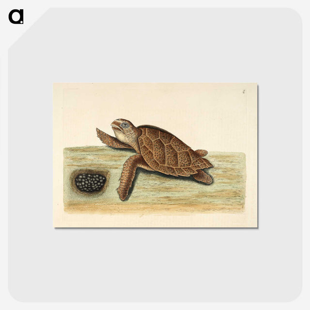 1-14_Mark-Catesby_postcard